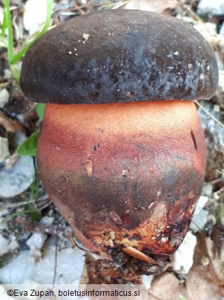 Neoboletus xanthopus