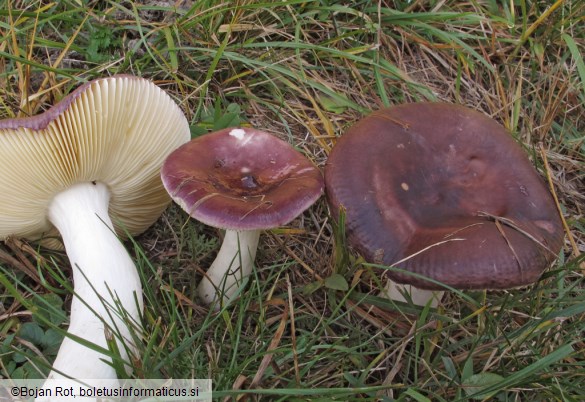 Russula caerulea