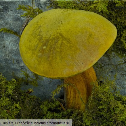 Suillellus luridus
