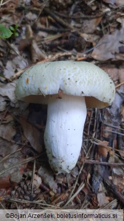 Russula virescens