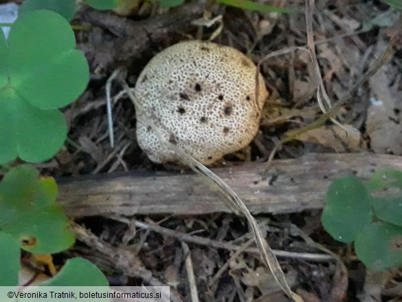 Scleroderma verrucosum