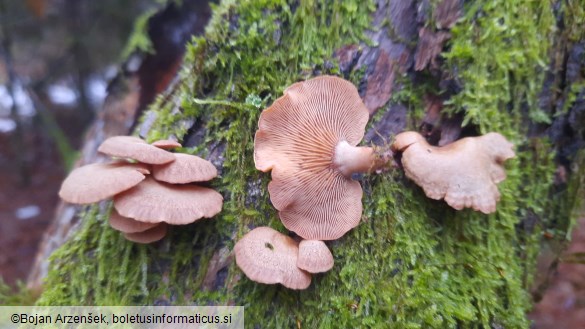 Panellus stipticus