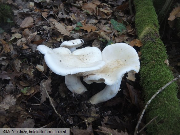 Hygrophorus penarius