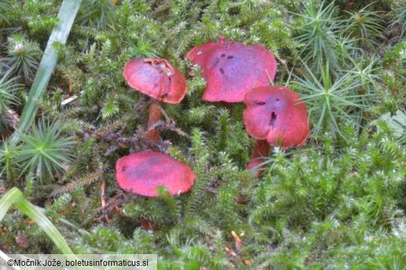 Cortinarius sanguineus