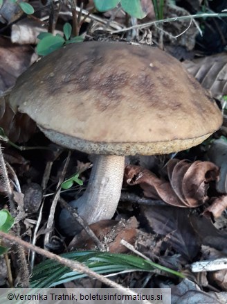 Leccinellum pseudoscabrum