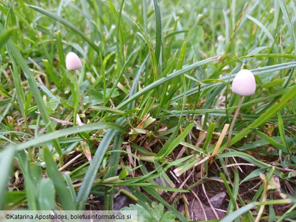 Conocybe apala