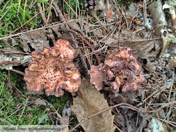 Hydnellum ioeides