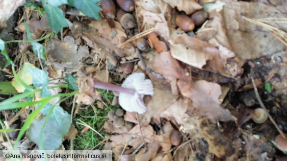 Mycena pura