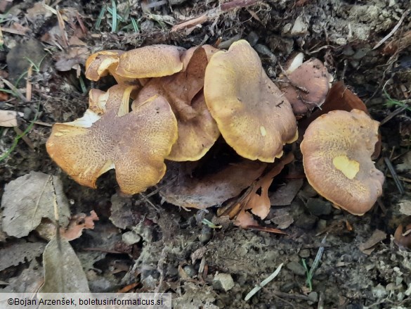 Cantharellus amethysteus