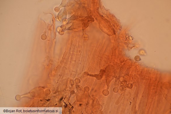 Conocybe tenera
