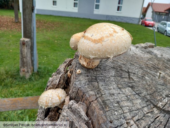 Pholiota populnea