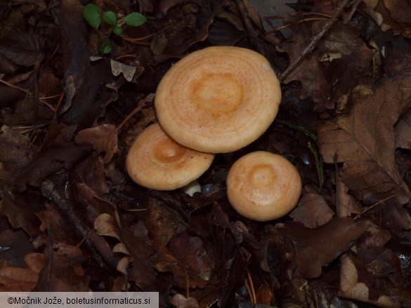 Lactarius chrysorrheus