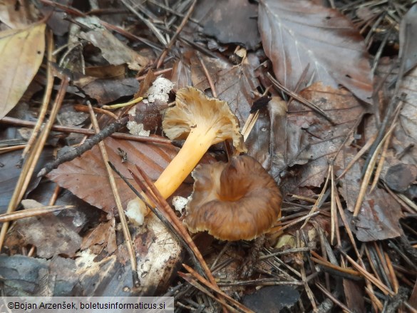 Craterellus lutescens