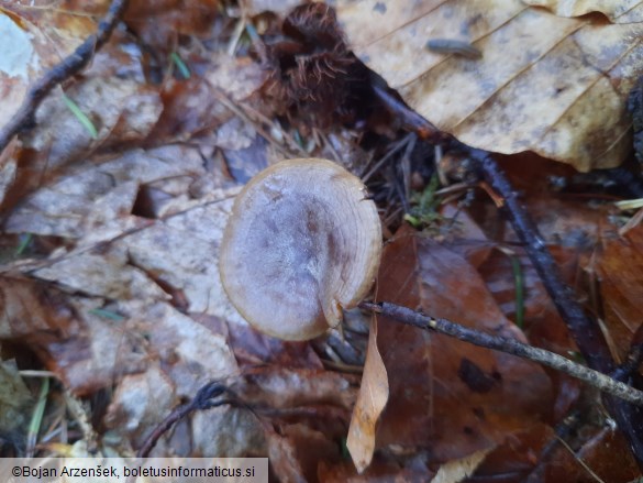 Rhizocybe pruinosa