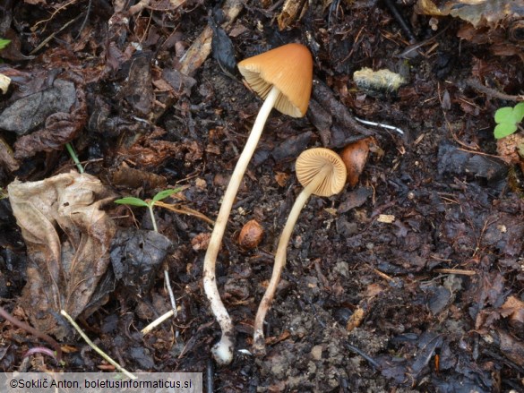 Conocybe ochrostriata var. favrei