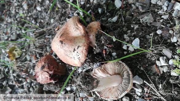 Inocybe adaequata