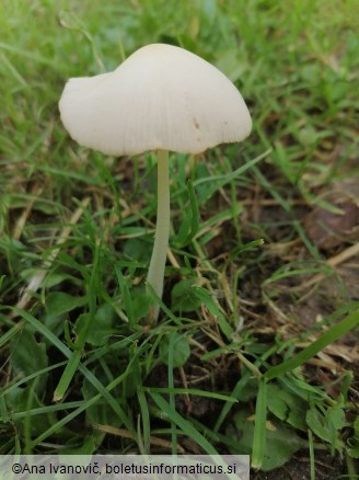 Conocybe lactea