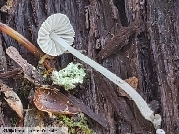 Mycena corynephora