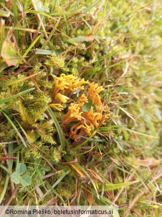 Clavulinopsis corniculata