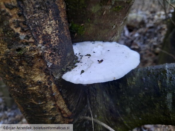 Trametes suaveolens