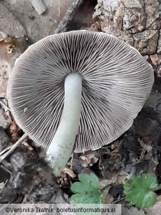 Psathyrella candolleana