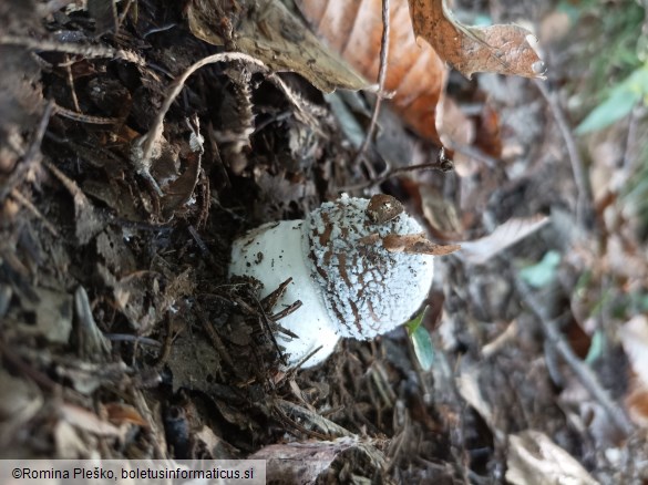 Amanita pantherina