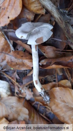 Tricholoma sciodes