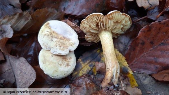 Tricholoma sulphureum