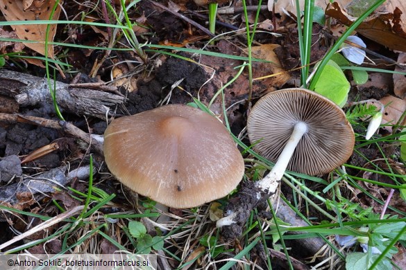 Psathyrella fatua