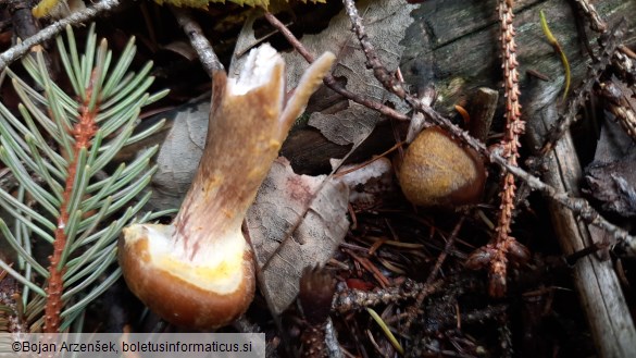 Armillaria gallica