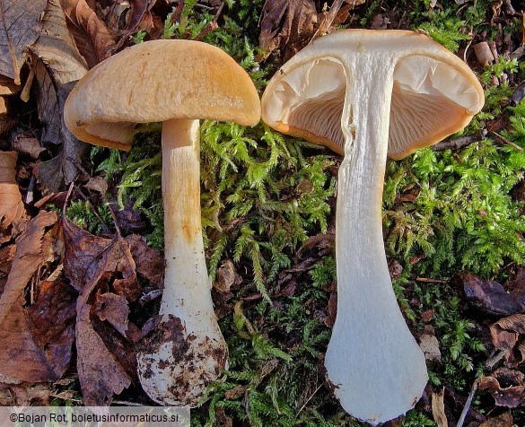 Thaxterogaster talus