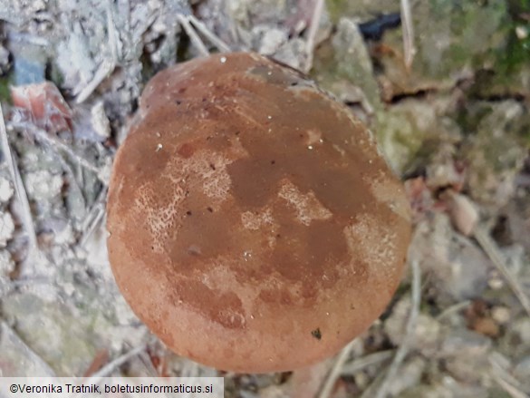 Tapinella atrotomentosa