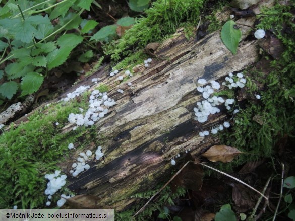 Hemimycena hirsuta