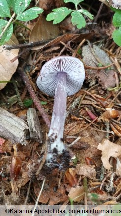 Mycena pura