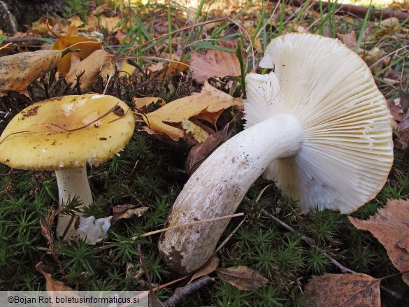 Russula ochroleuca