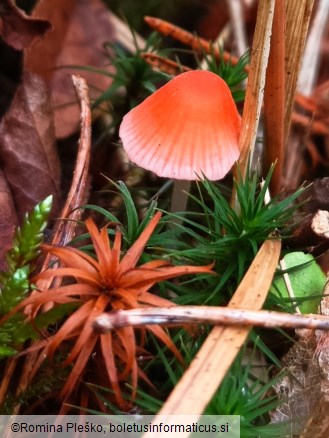 Mycena adonis