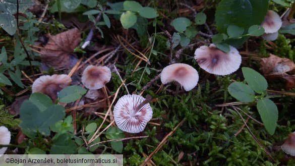 Mycena zephirus