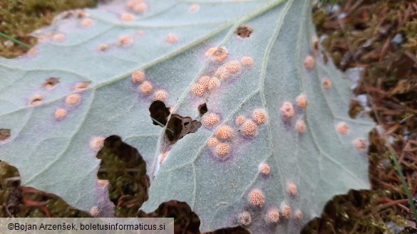 Puccinia poarum