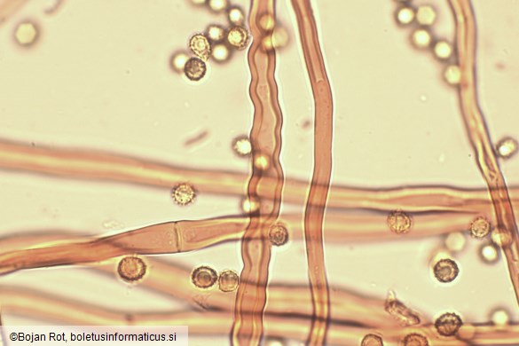 Tulostoma squamosum