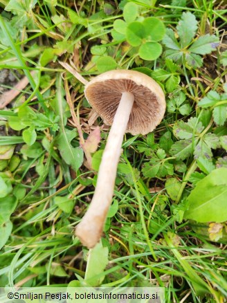 Lacrymaria lacrymabunda