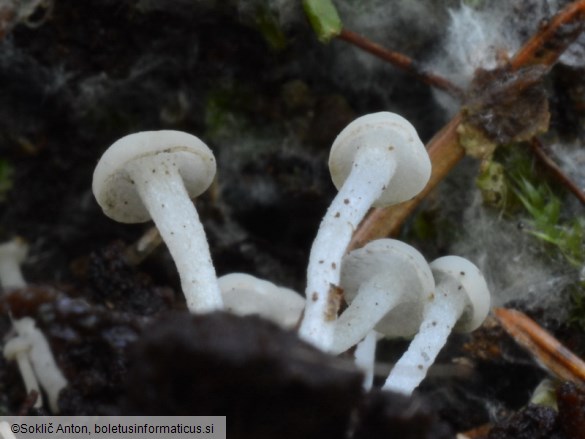 Cudoniella acicularis