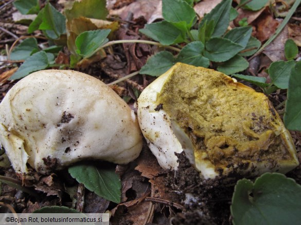 Lycoperdon lividum