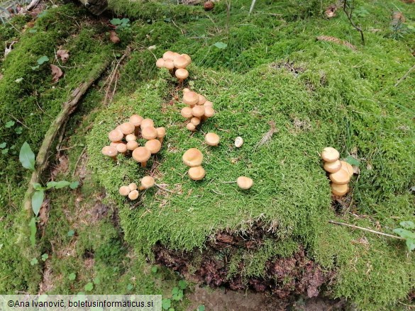 Kuehneromyces mutabilis