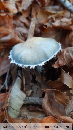 Stropharia aeruginosa