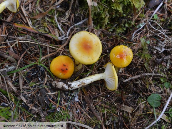 Hygrophorus speciosus