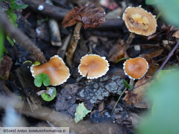 Conocybe vestita
