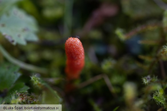 Cordyceps militaris