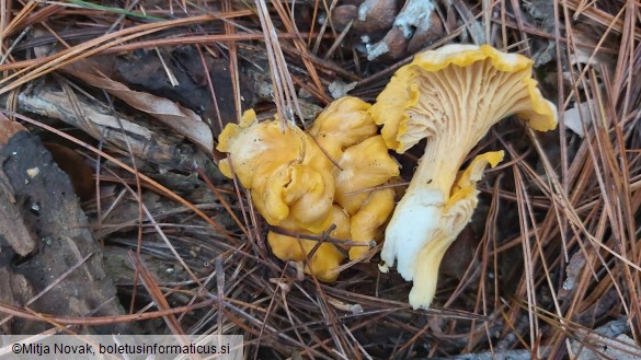 Cantharellus romagnesianus