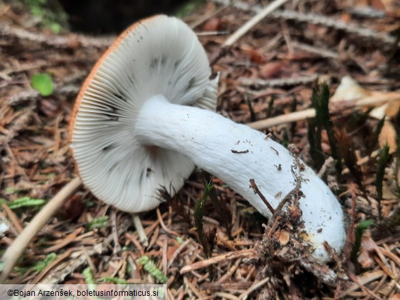 Russula decolorans