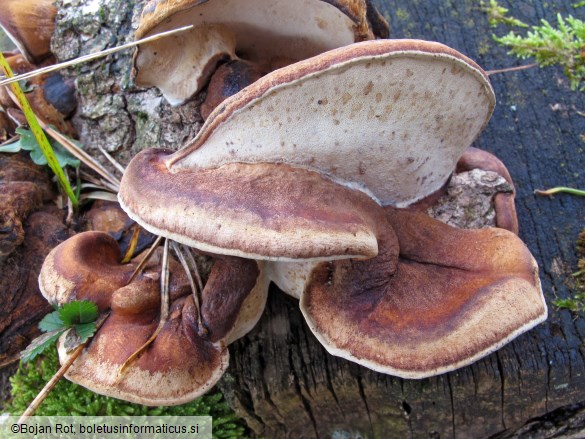 Ischnoderma resinosum